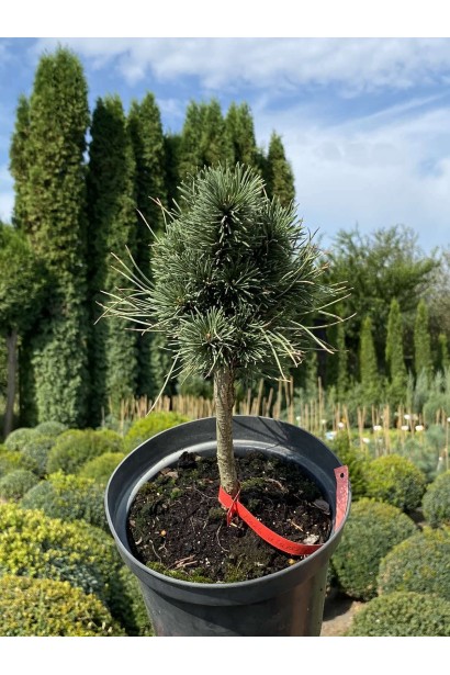 Сосна горная Поль Малетер - 3л/вис.20-30см/Ø10-15см